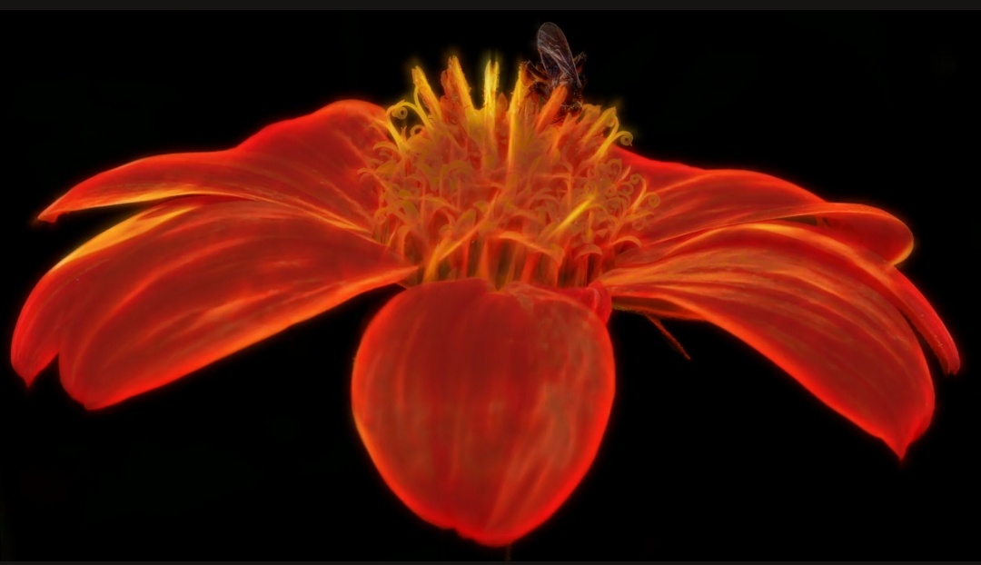 A ChromAnthos NFT - Red Flower