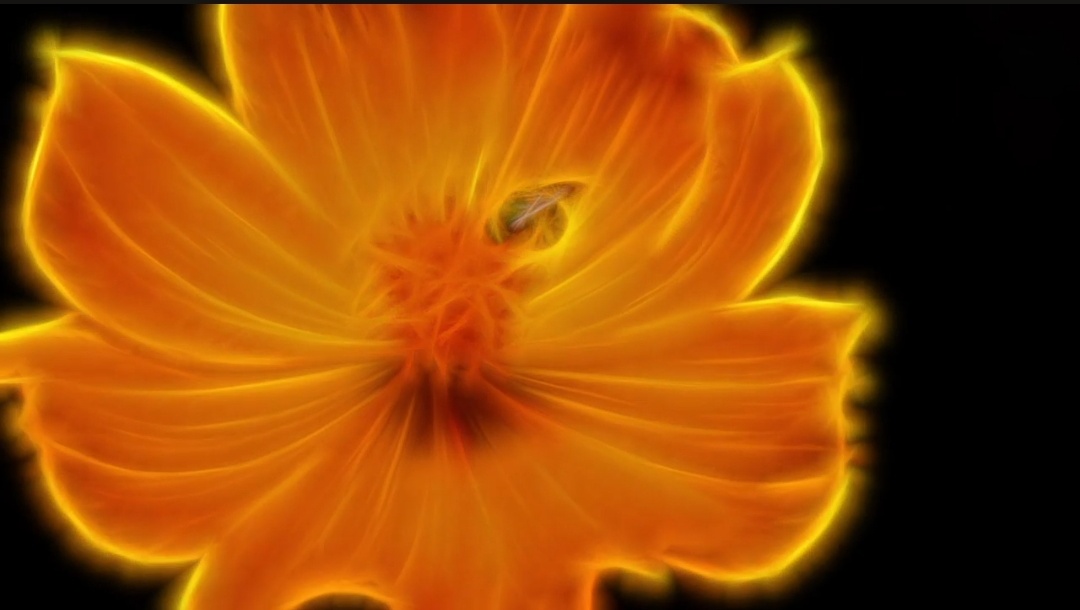 A ChromAnthos NFT Orange Flower